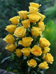 Christopher Searching