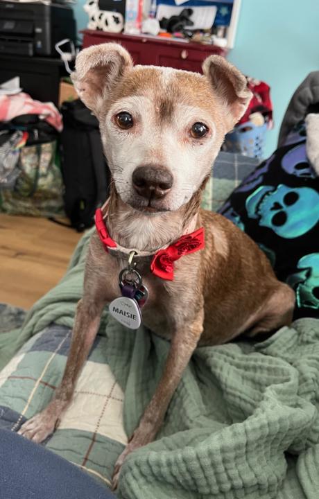 Pets? Animal Family Members? Fur Babies?