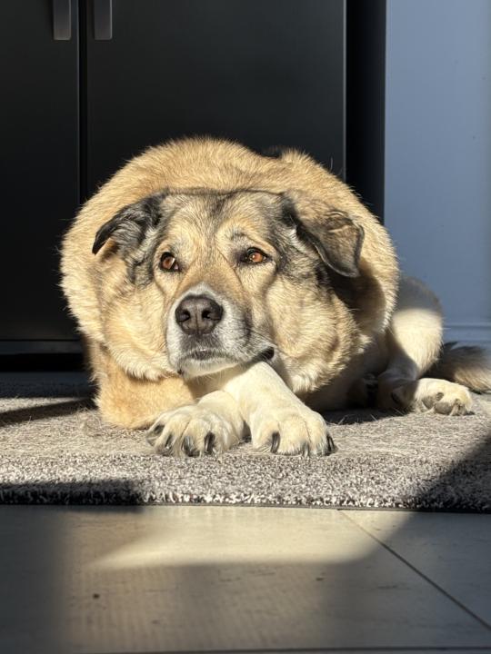 Let’s start a pet photo chain…