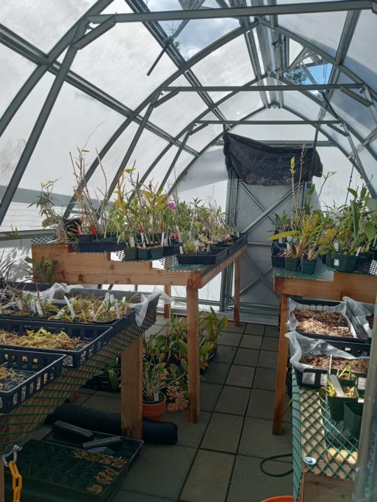 How many Goosier's have a Green Thumb? 