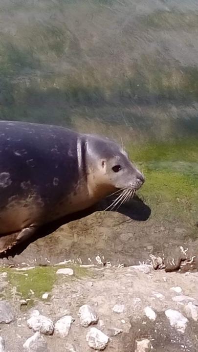Goose or Seal? Vote if you dare!