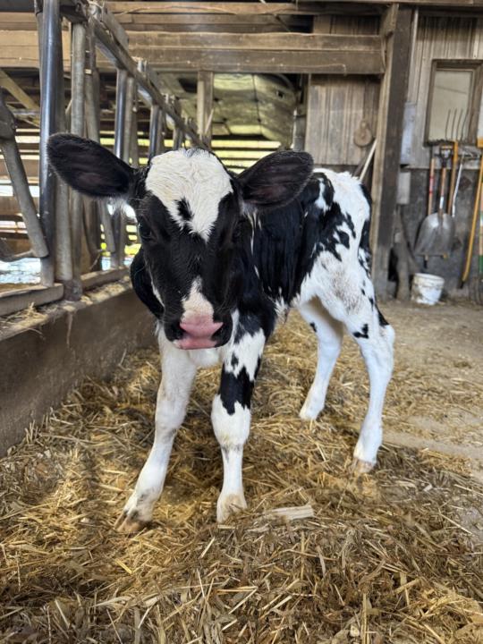 Meet Our Newest 🐄 Baby… Name Ideas?