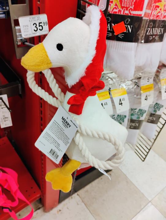 Christmas Goose in the wild!! 