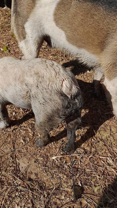 Why We Should Live a “Dog-Dog” Life 🐾 