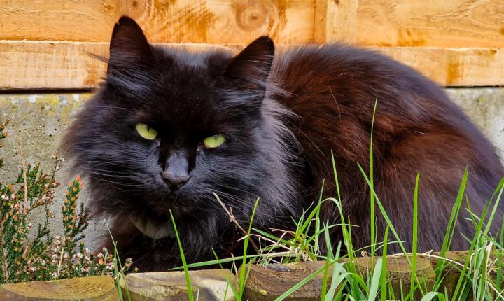 😺 Let see your pets! 🐶