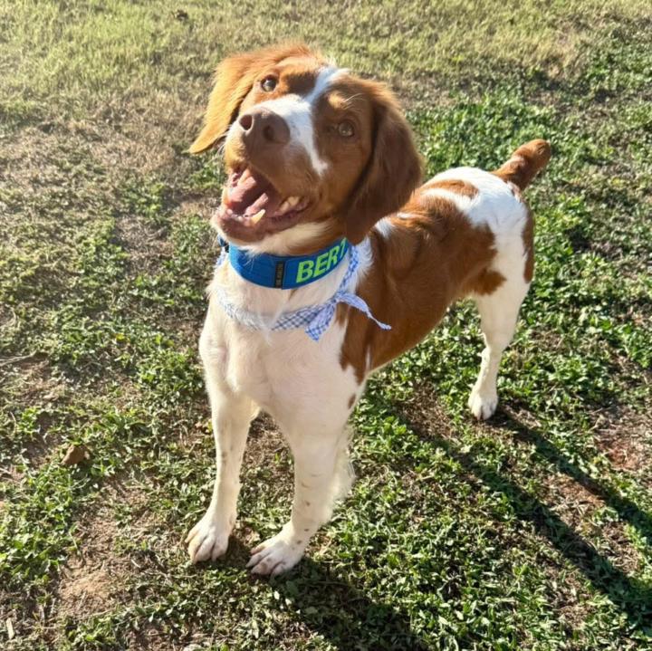 Hello From the Girl Whose Life Is 90% Dogs, 10% Trying to Find Her Keys