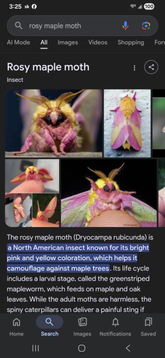 What is your spirit animal?