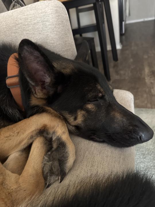 Dog