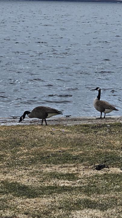 I asked the universe for clarity. It sent geese. 🪿