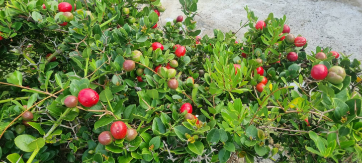 Guess the fruit