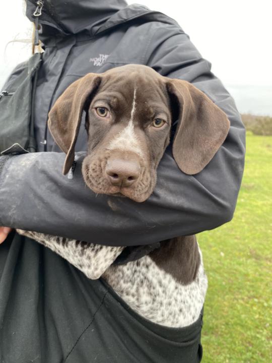 Guess the puppy’s name…