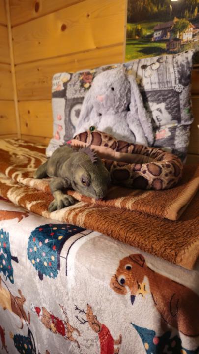 Do you have an Animal?