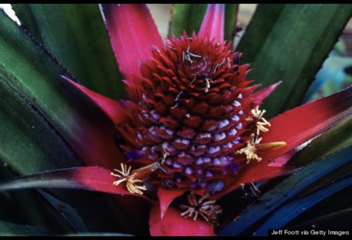 PINEAPPLES ARE COLORFUL 