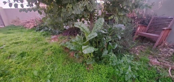 What did I want to be when I grew up?