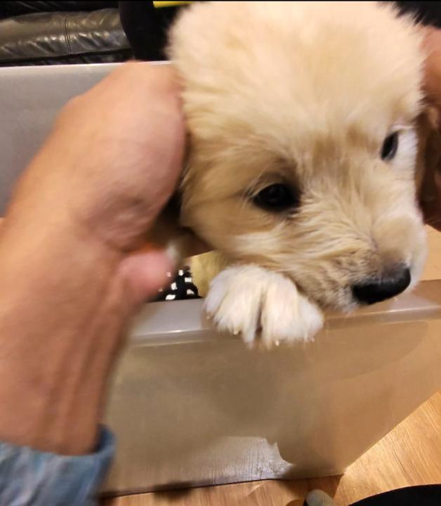Name our new puppy challenge 🐶