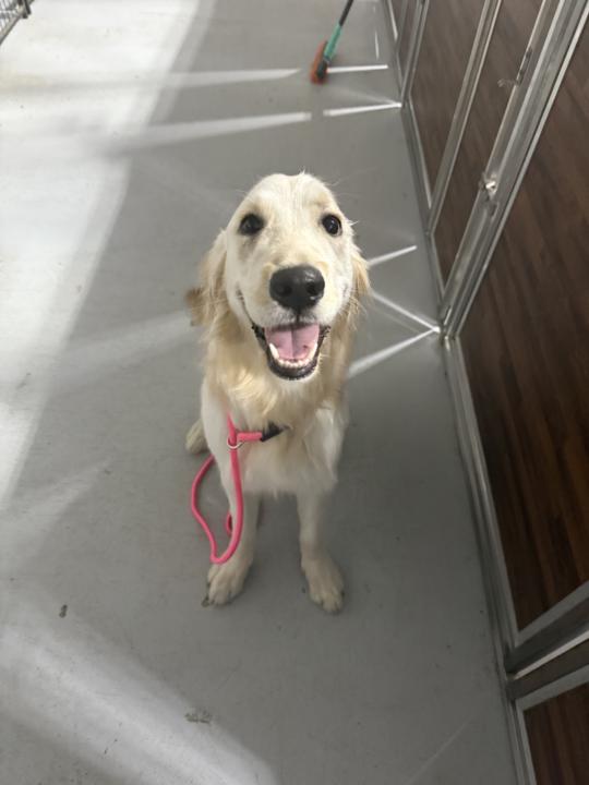 Dog lady needs a Blitz Buddy! 