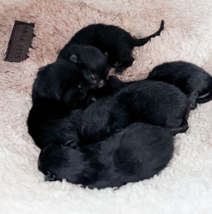 Kitten Update!! 🐾🐈