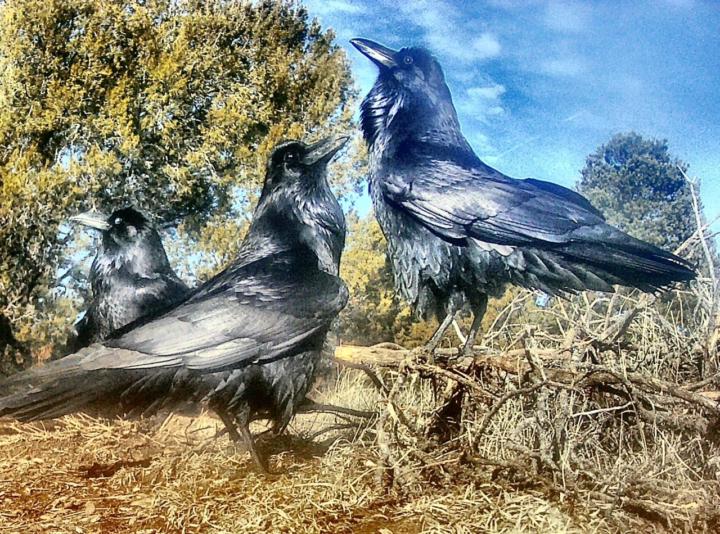   Introducing… The Raven Circle Community!