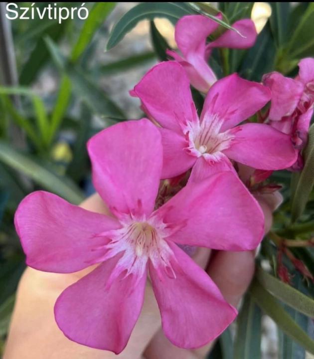 Anita Massányiné Nakladál