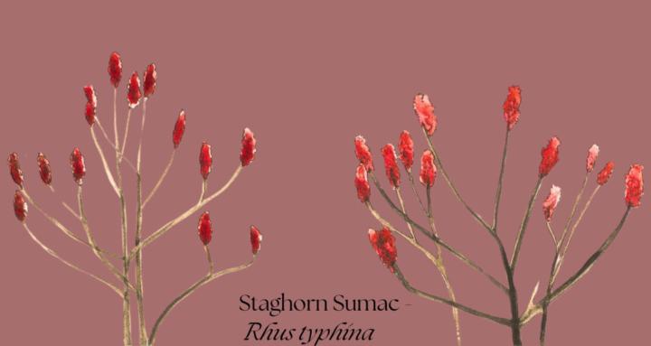 Nature Journaling for Children