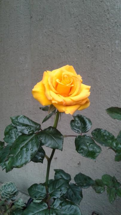 Verania Rosa Piñera