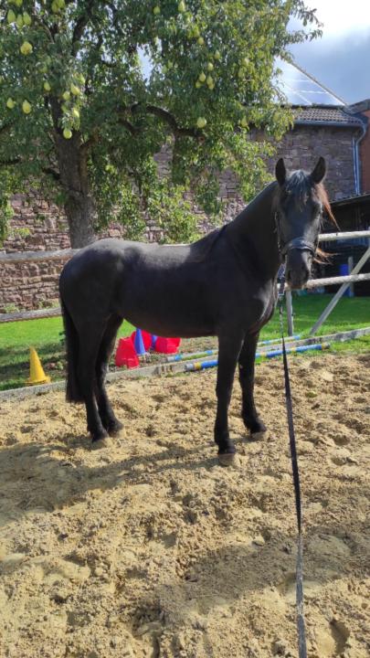 Daniela Helene Cetto