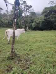 Leo Morera