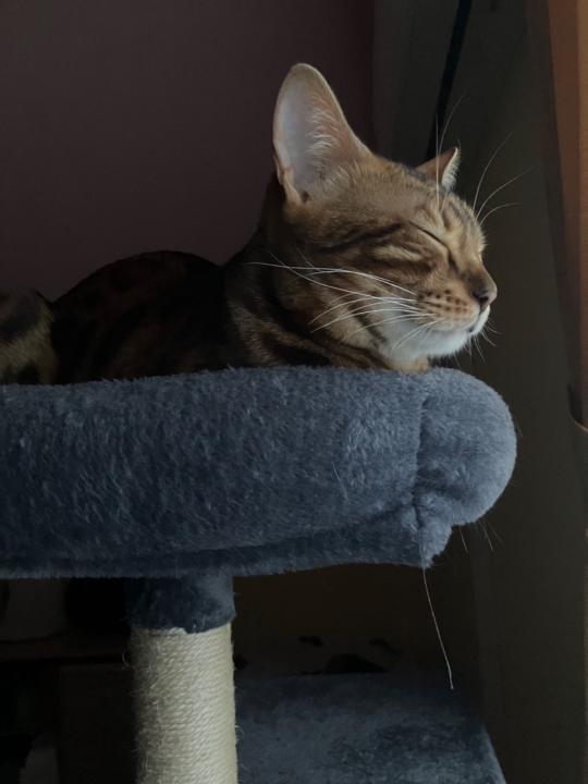 Kinga Siffel