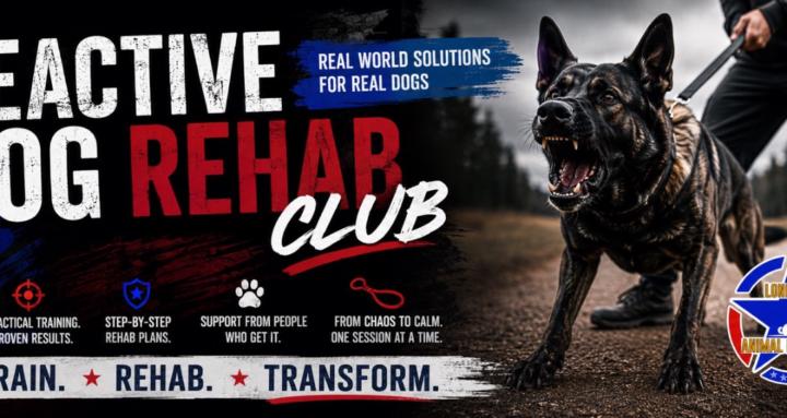The Reactive Dog Rehab Club