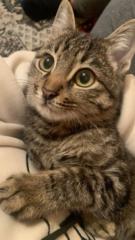 Elizabeth sarah Moore