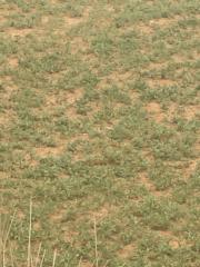 Med abderahman Elkaleve