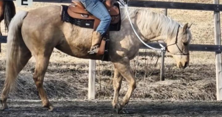 Westernriding with Frida