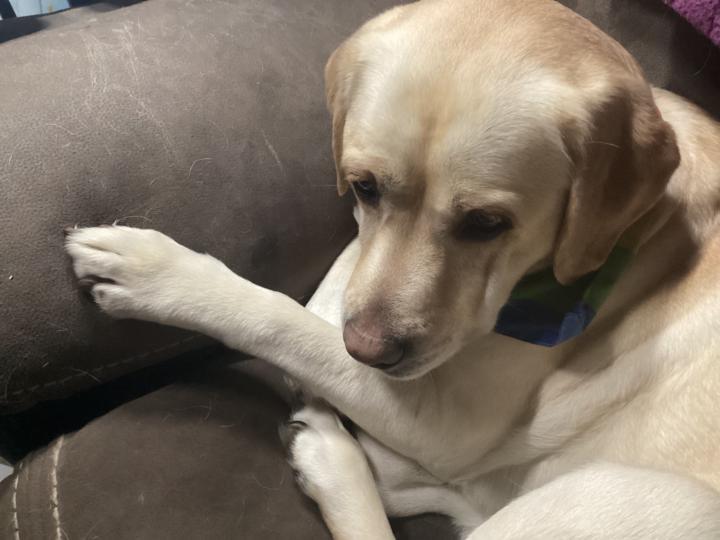 Do your fur babies have an attitude about you attending the summit?
