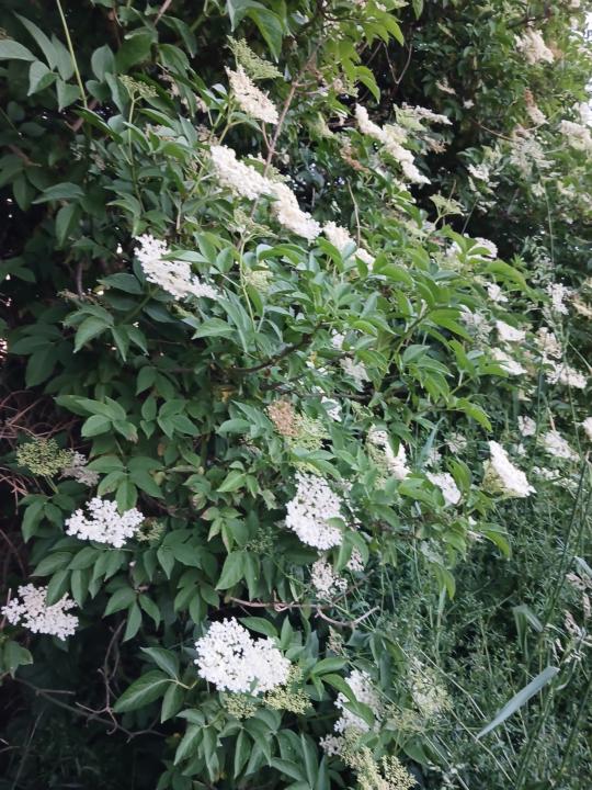 Summer Solstice, Elderflowers, and a Lesson in Slow Business 🌿