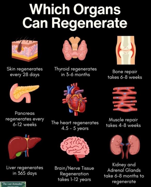 Muscle Breakdown & Repair