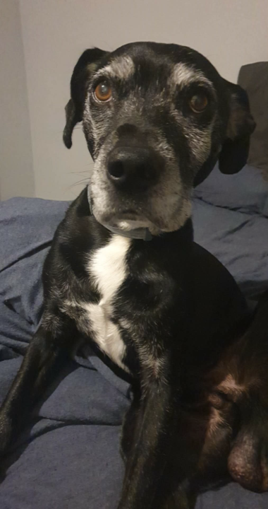 Good morning all! I hope all of your pups slept well! 