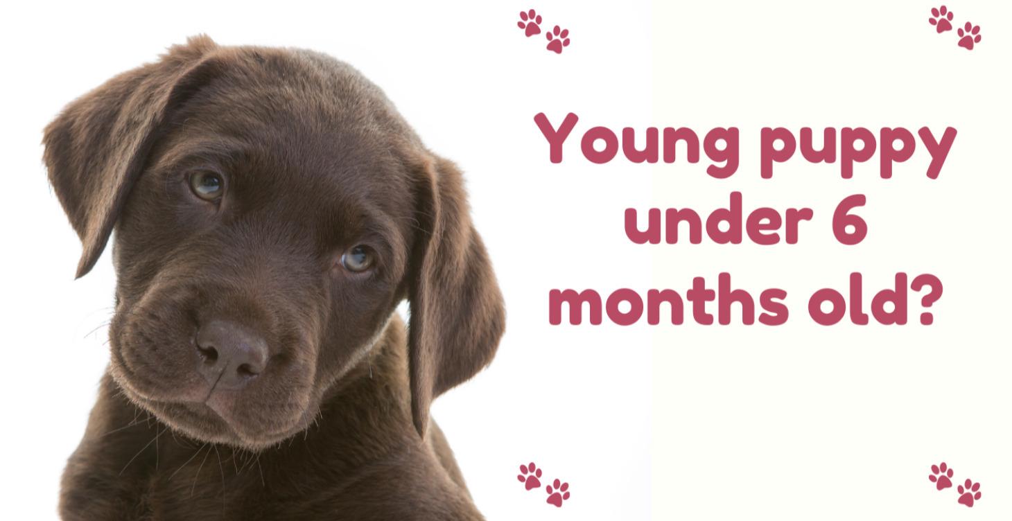Young puppy (under 6 months old) START HERE