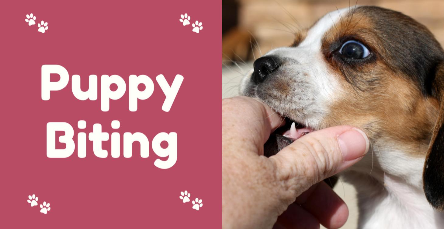 Puppy biting
