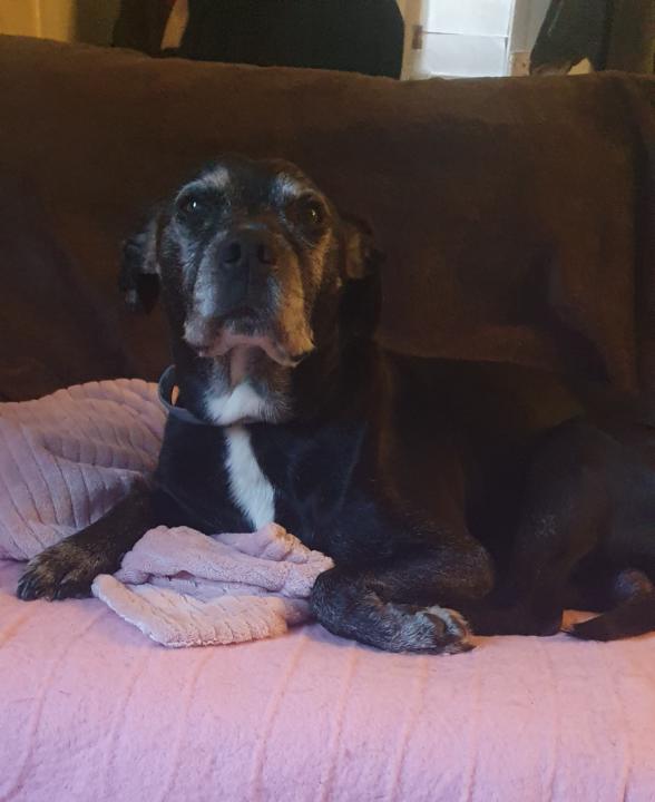 Poor Prince is in the wars... Again!