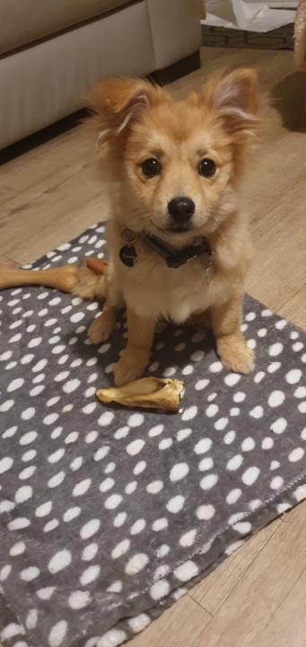Just for fun... Guess the breed! 