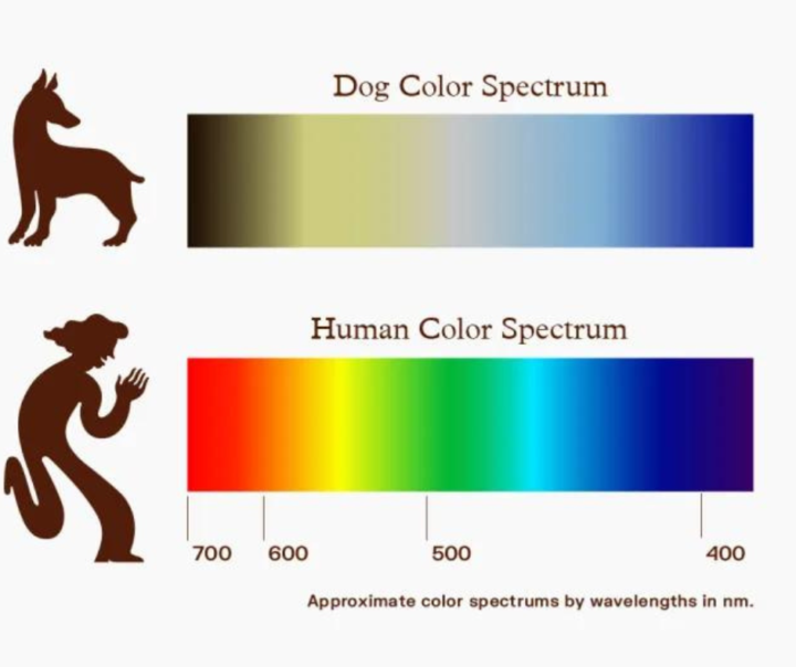Did you know... Dog's don't see colour in the same way as us! 