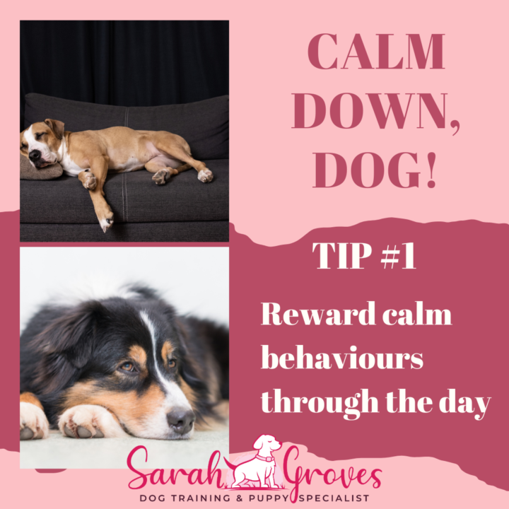 CALM DOWN DOG! My top tips on building a bit more calm into your dogs day!
