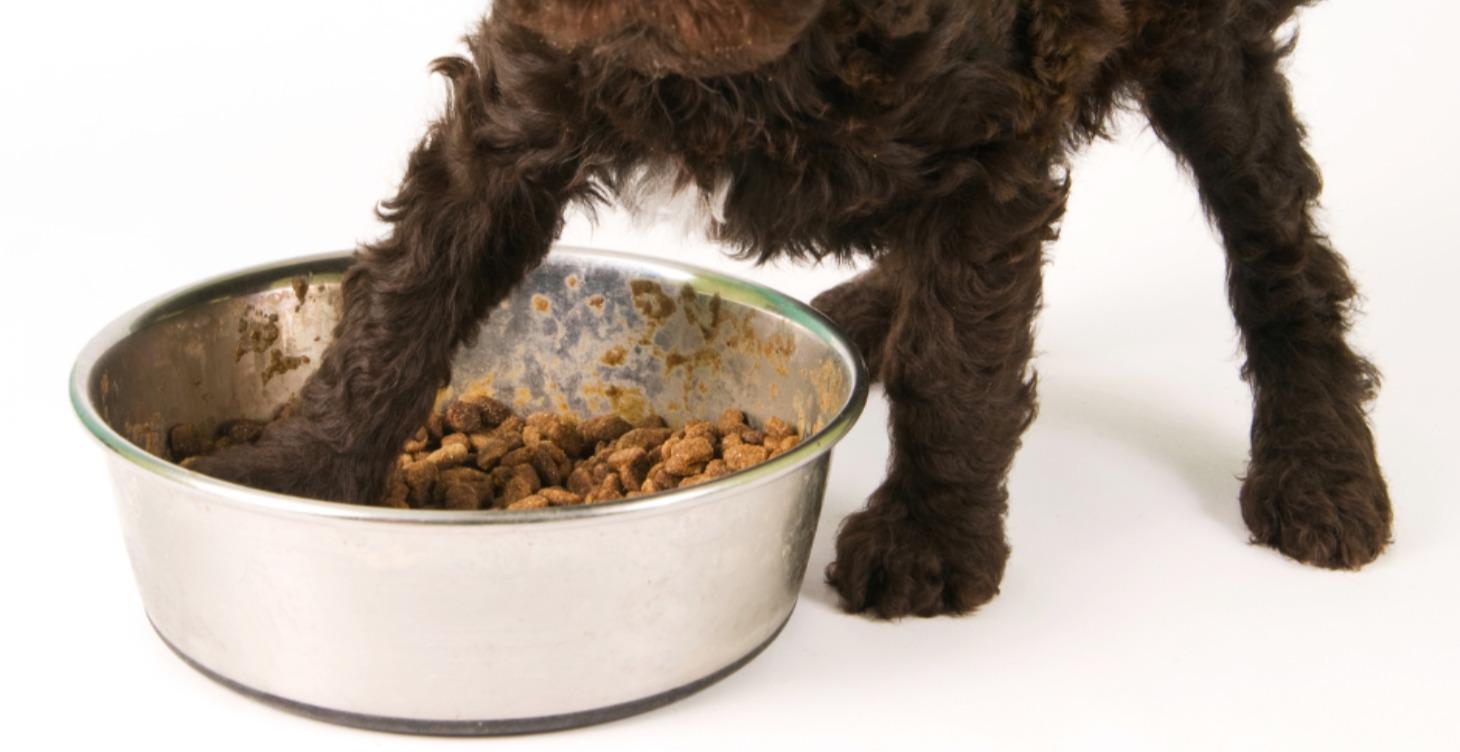 What's in your dog's food?