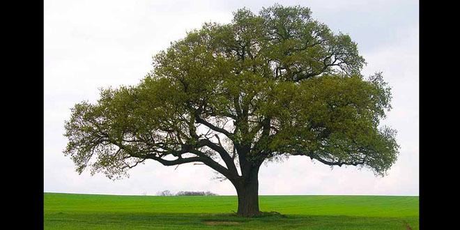 Kingdom Citizens Are Trees of RIGHTEOUSNESS 