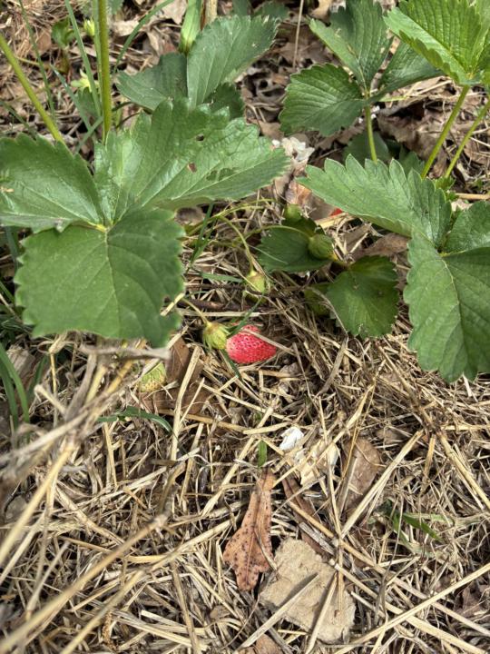 First fruit of the year