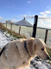 Gabriela Flores vivian