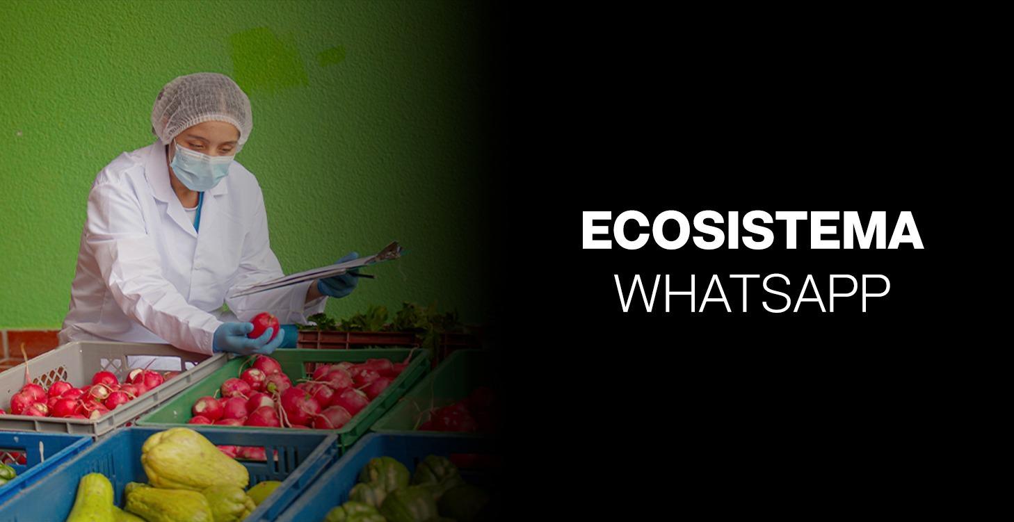 Creando Ecosistema Whatsapp API Y Automatizaciones