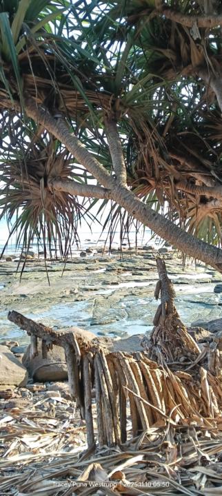   🌾 Walking Through the Dreamscape