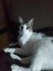 Danica elaine Querol