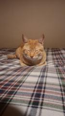 Νίκος Ρουσονικολός